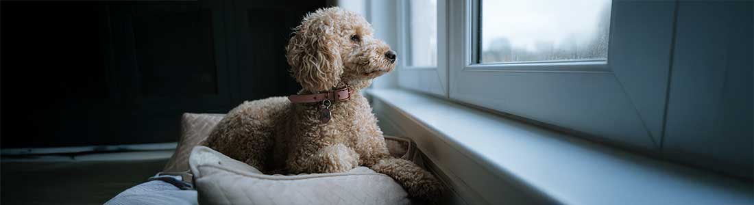 dog waiting by the door