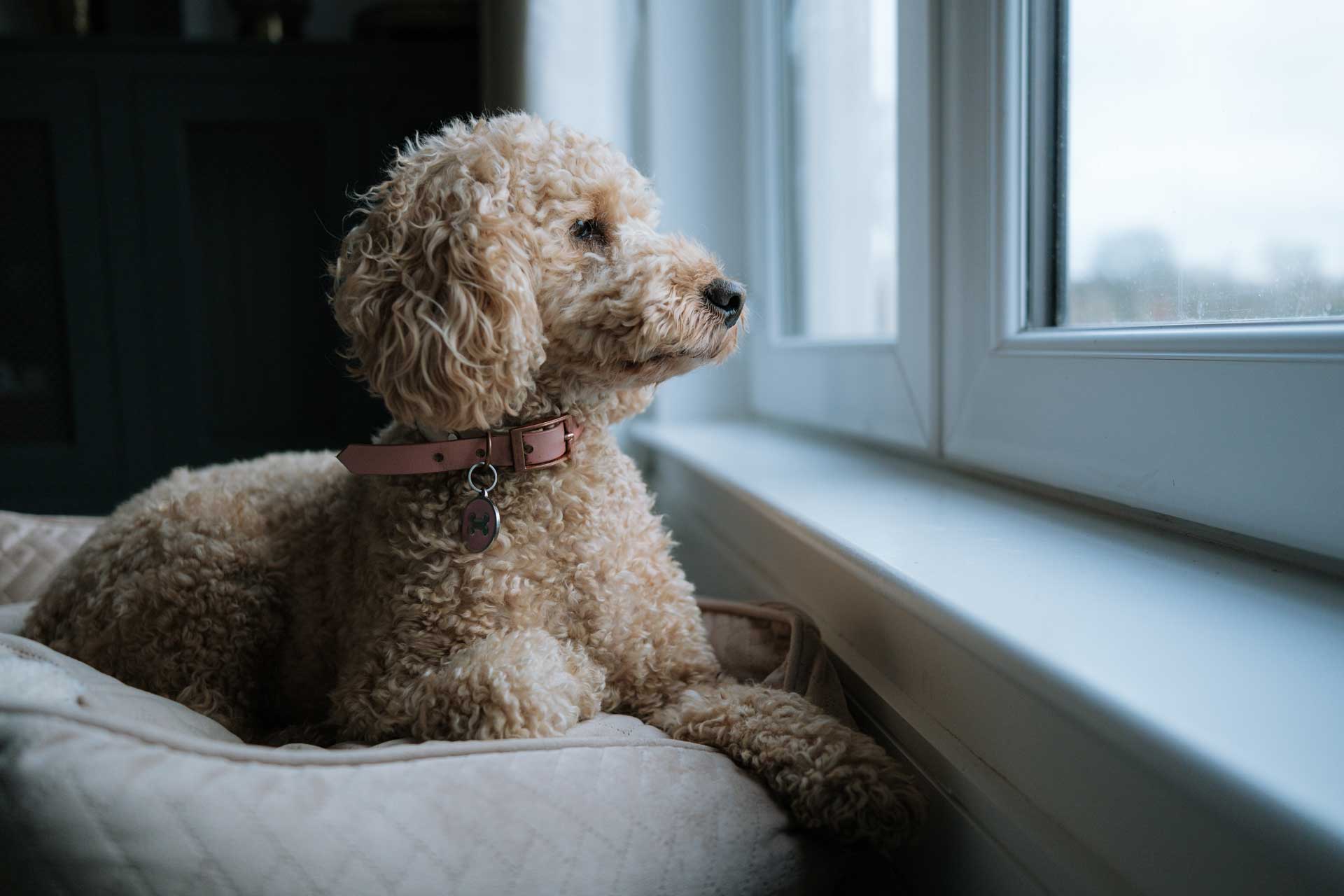 dog waiting by the door