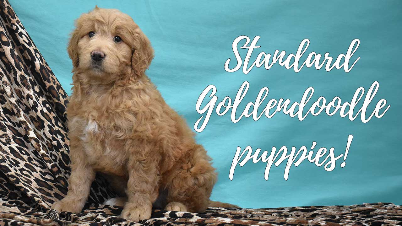 A group of Goldendoodle puppies