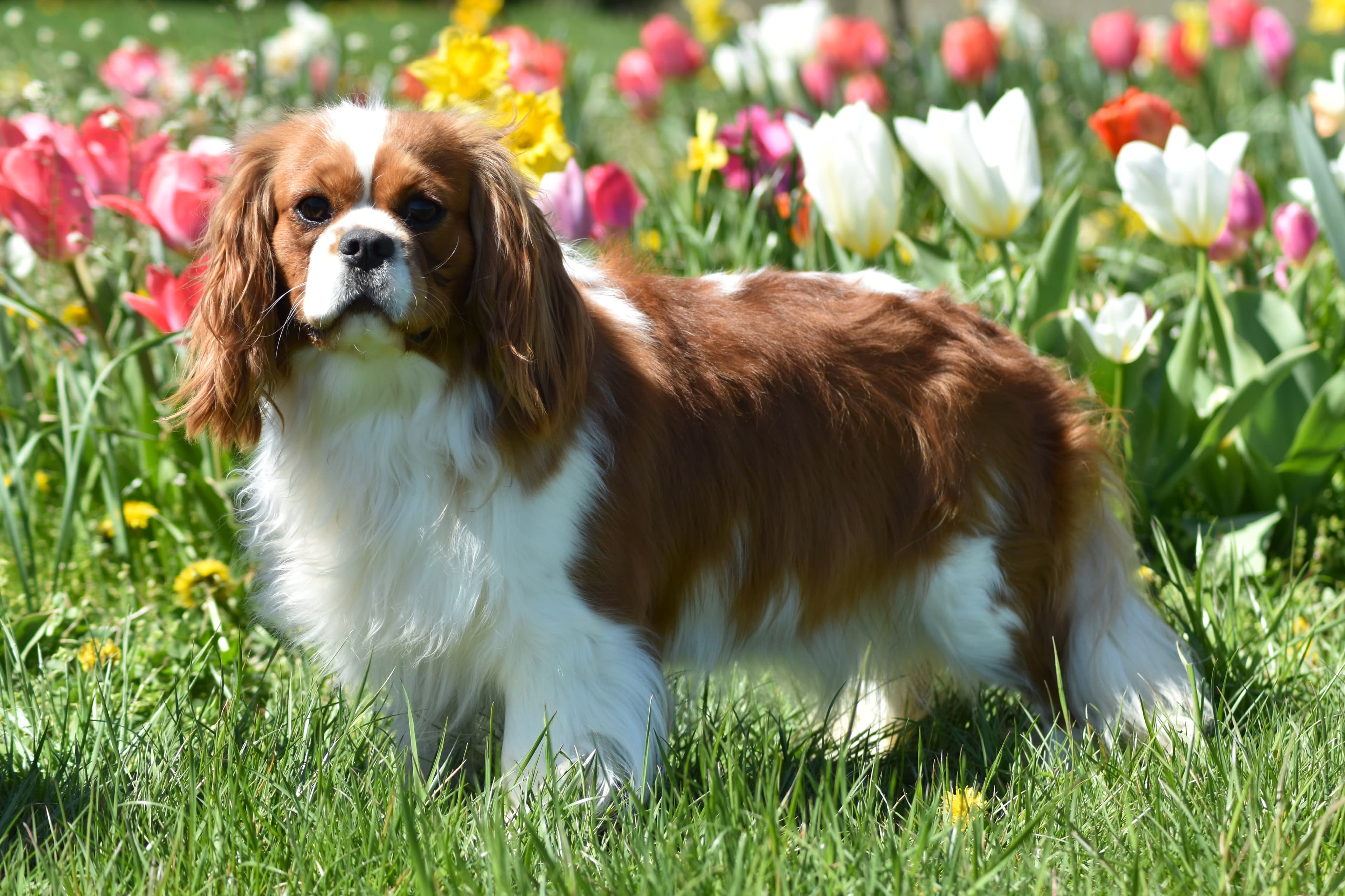 King Cavalier female