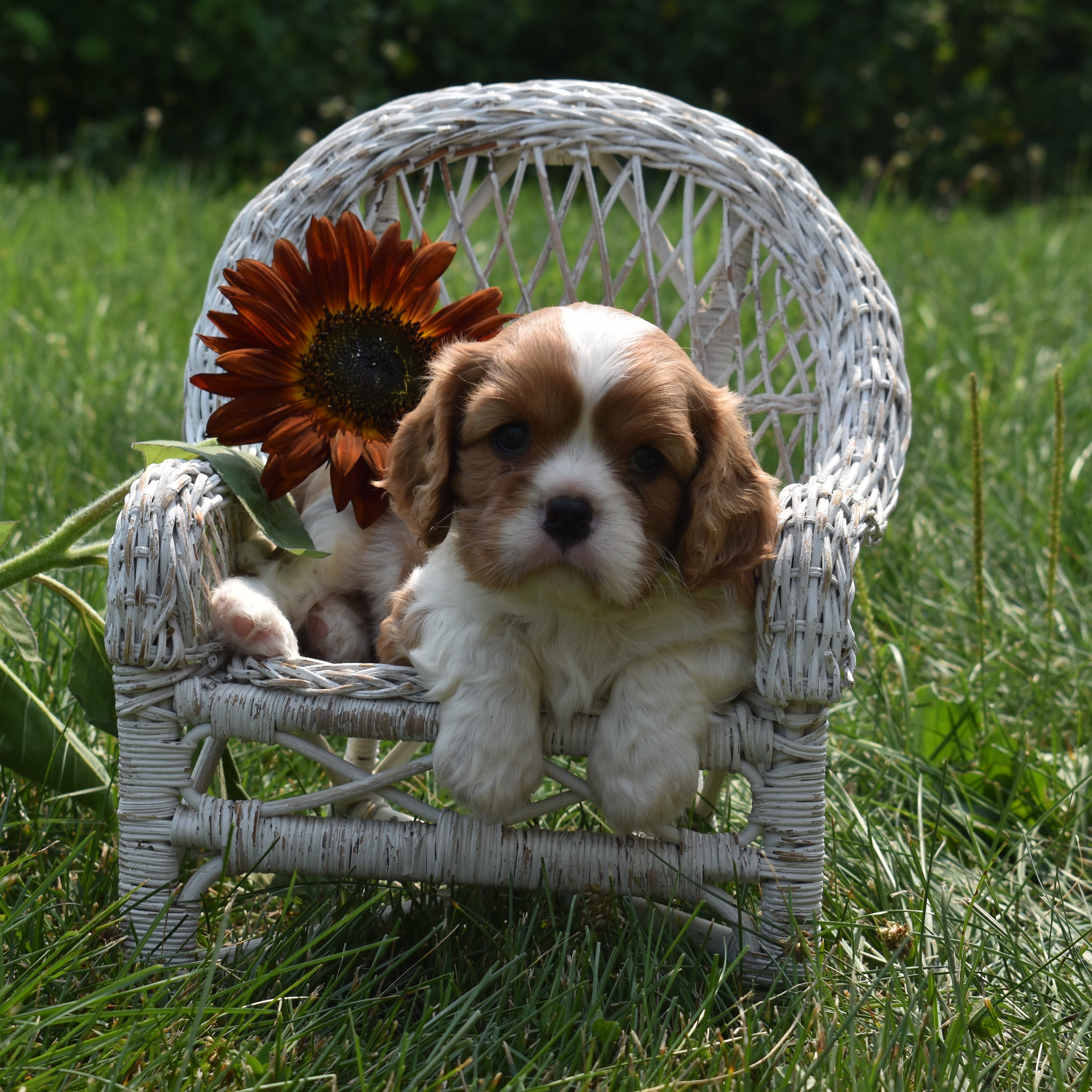 Cavalier King Charles Spaniel puppy