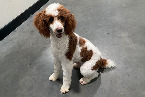 Miniature Poodle male