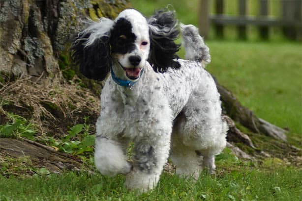 Miniature Poodle male