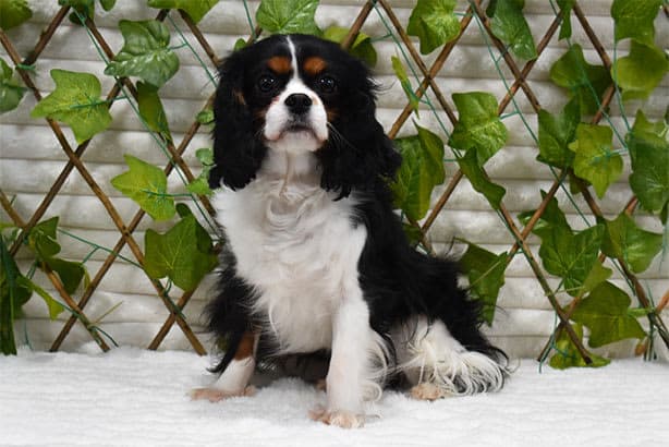 King Cavalier female