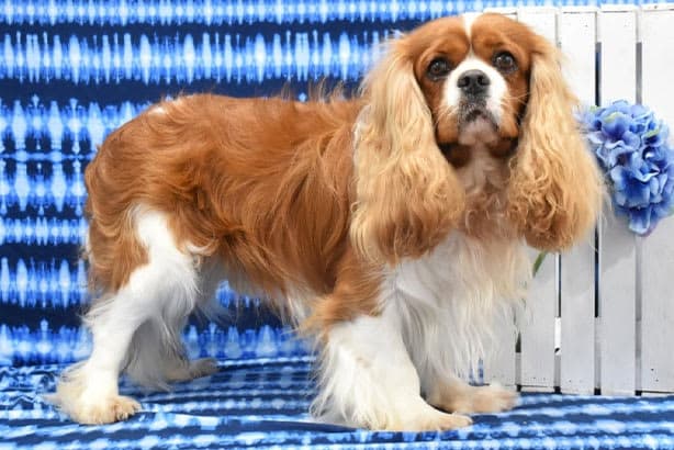 King Cavalier male