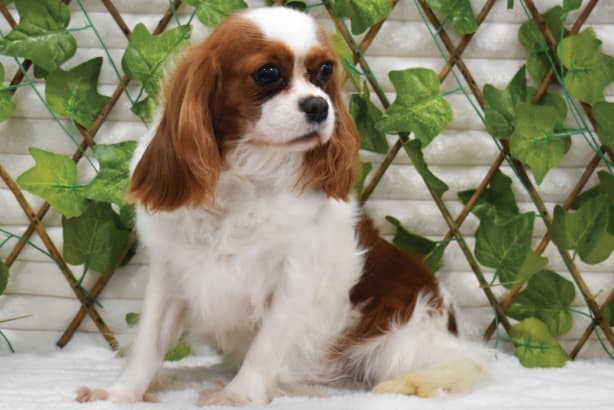 King Cavalier female