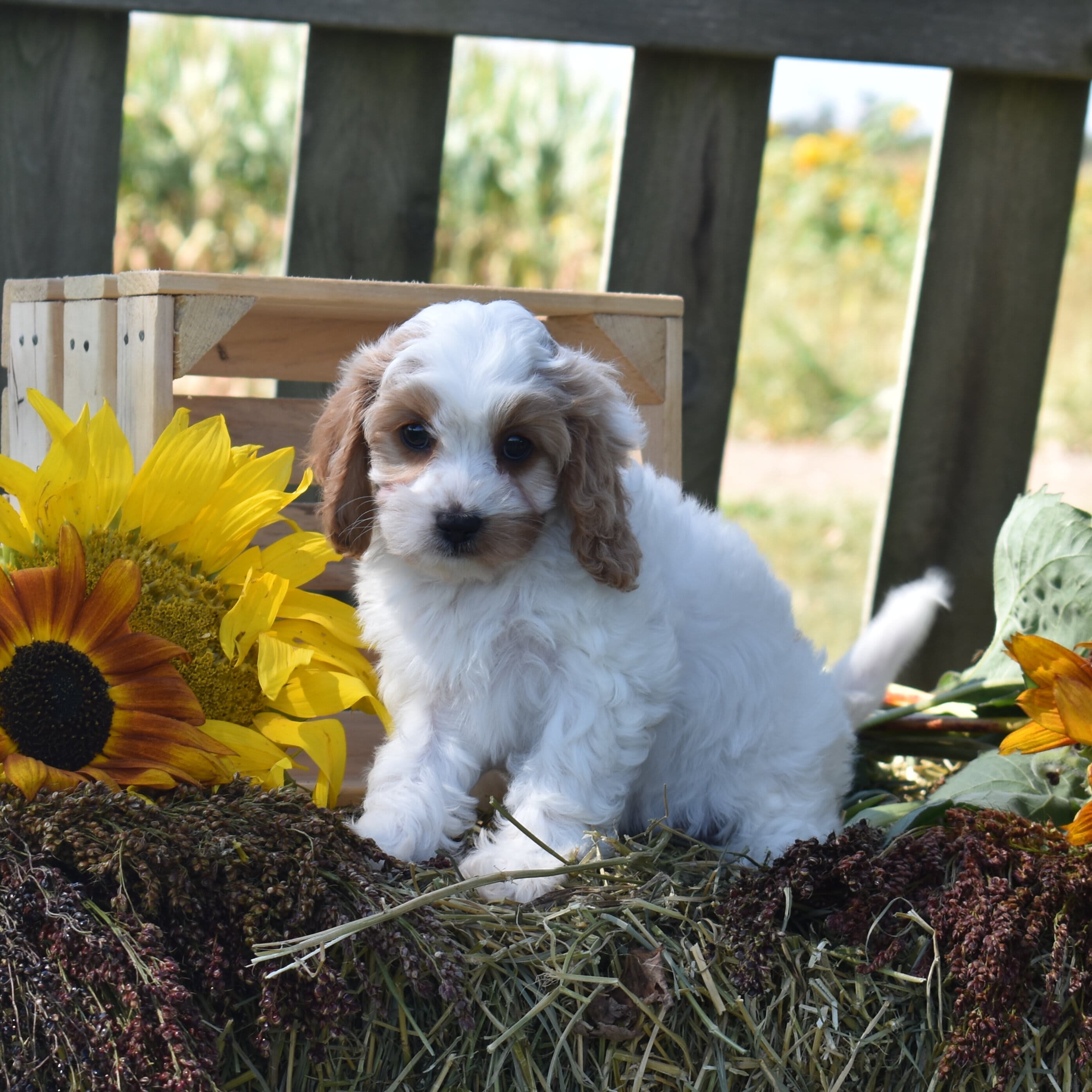 Cavapoo puppy