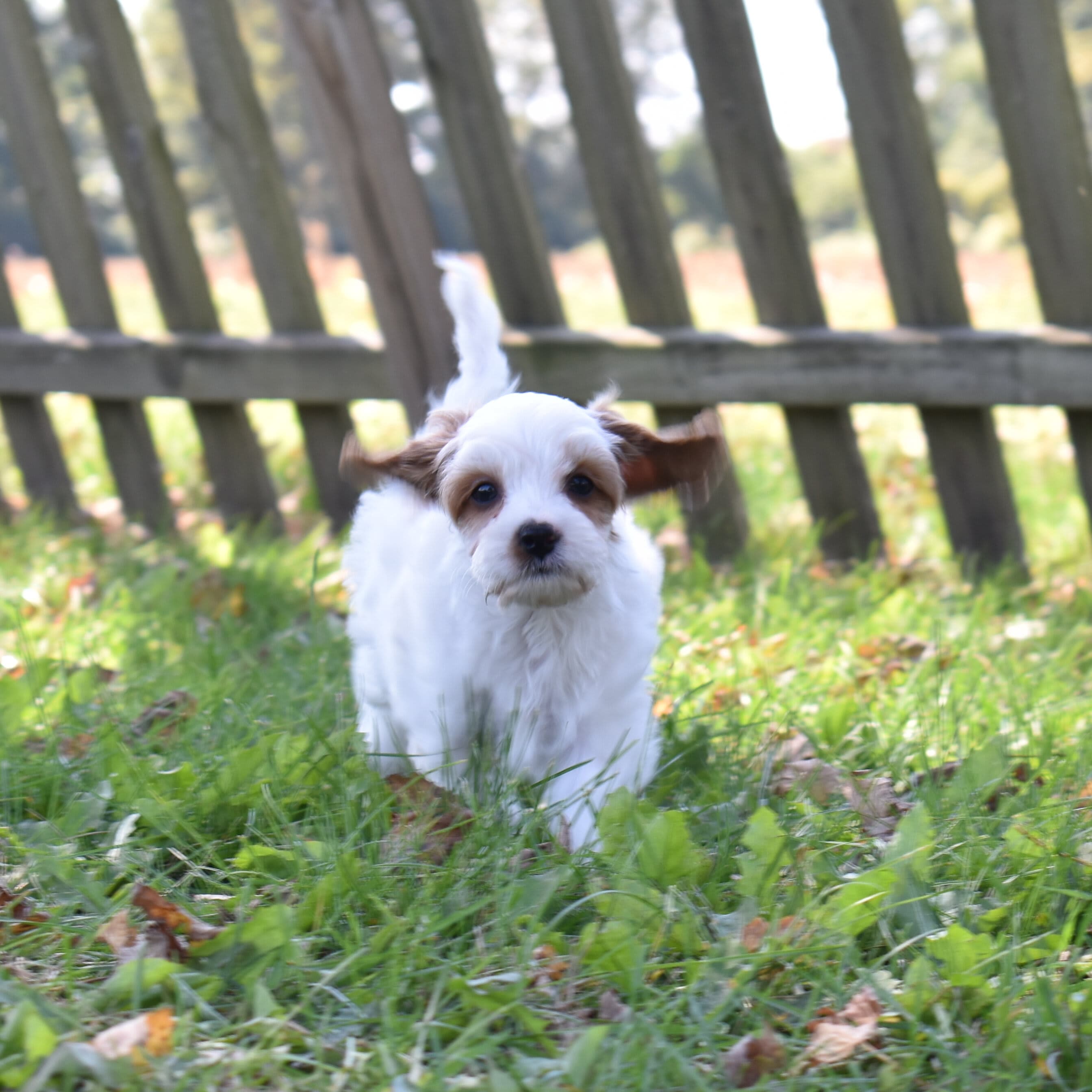 Cavapoo puppy