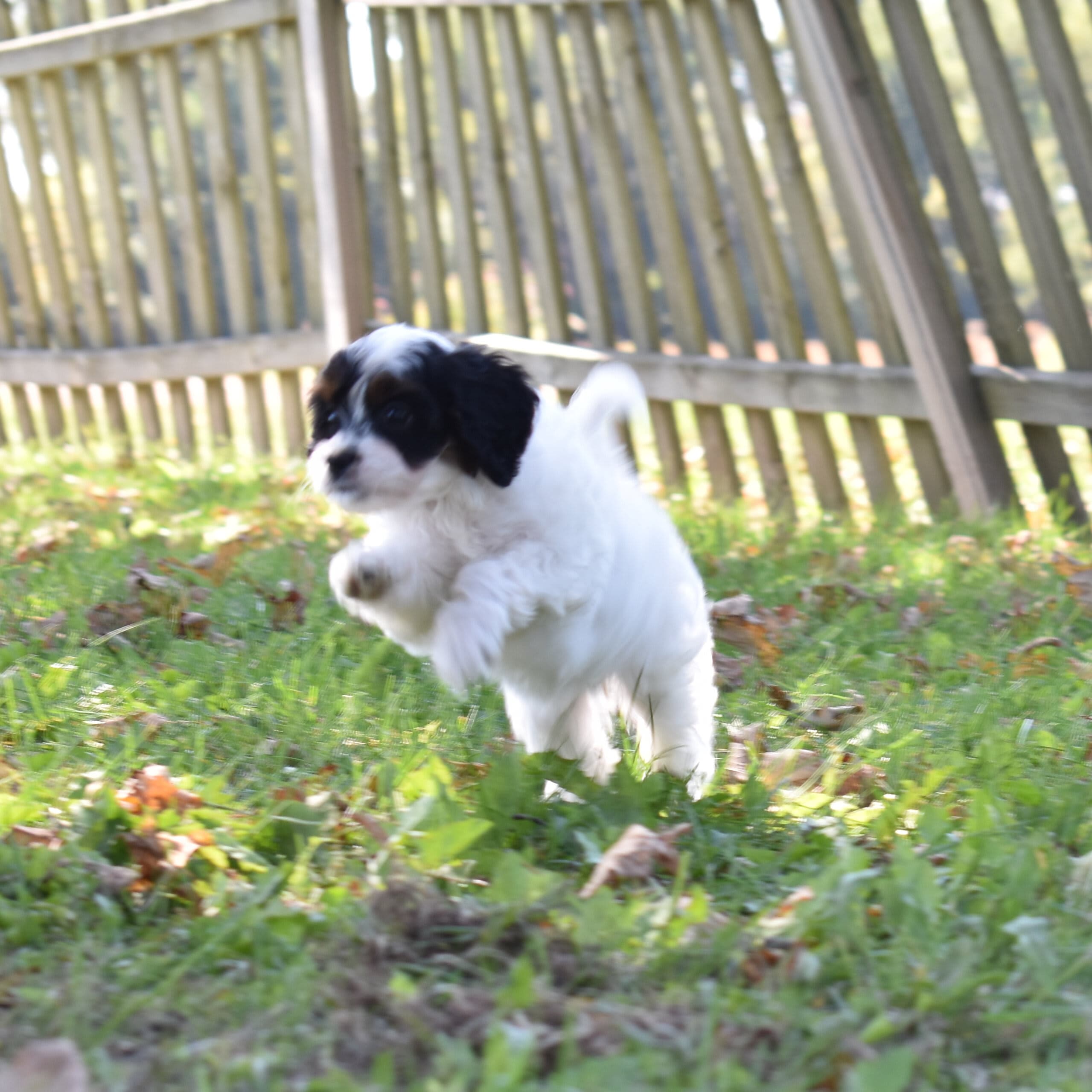 Cavapoo puppy