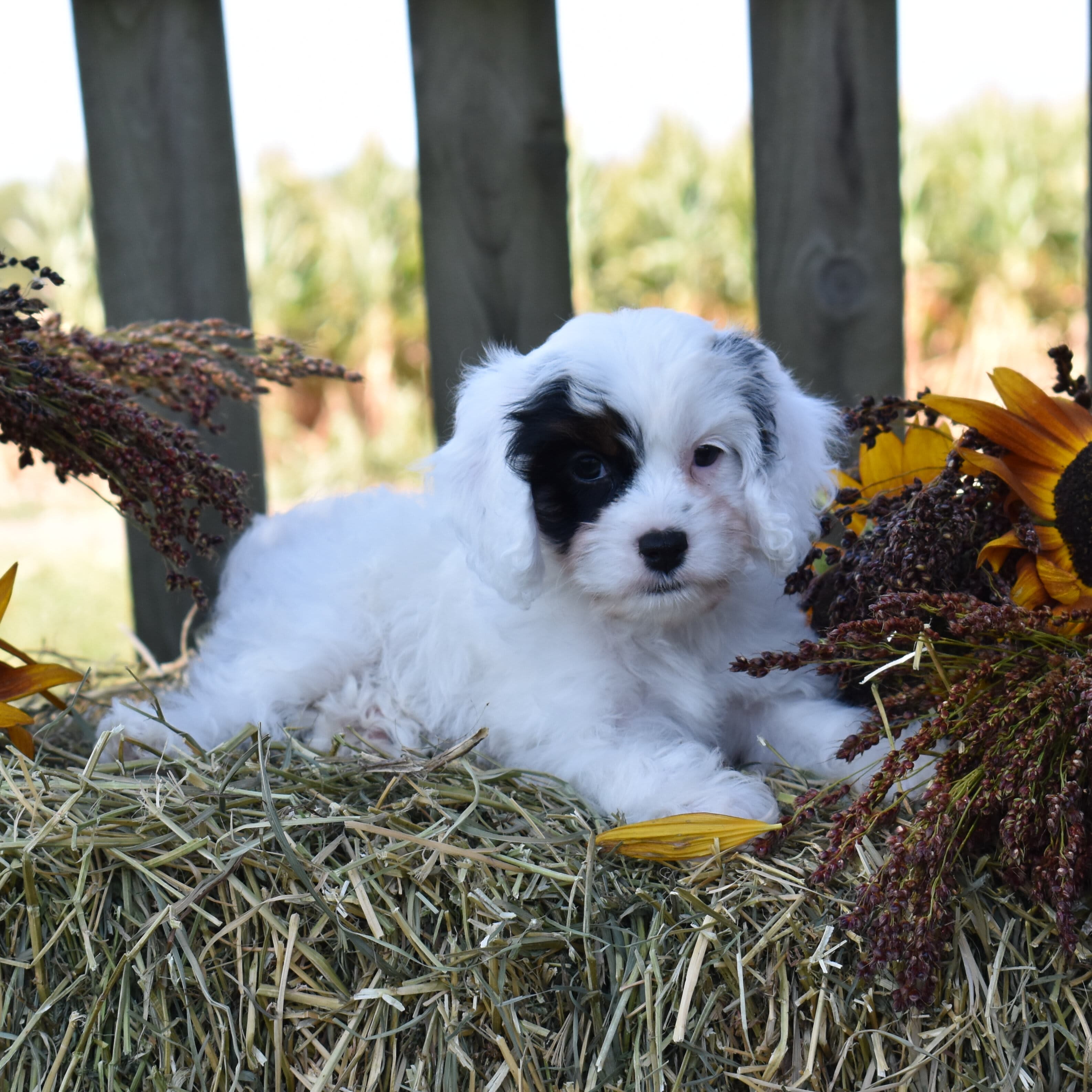 Cavapoo puppy