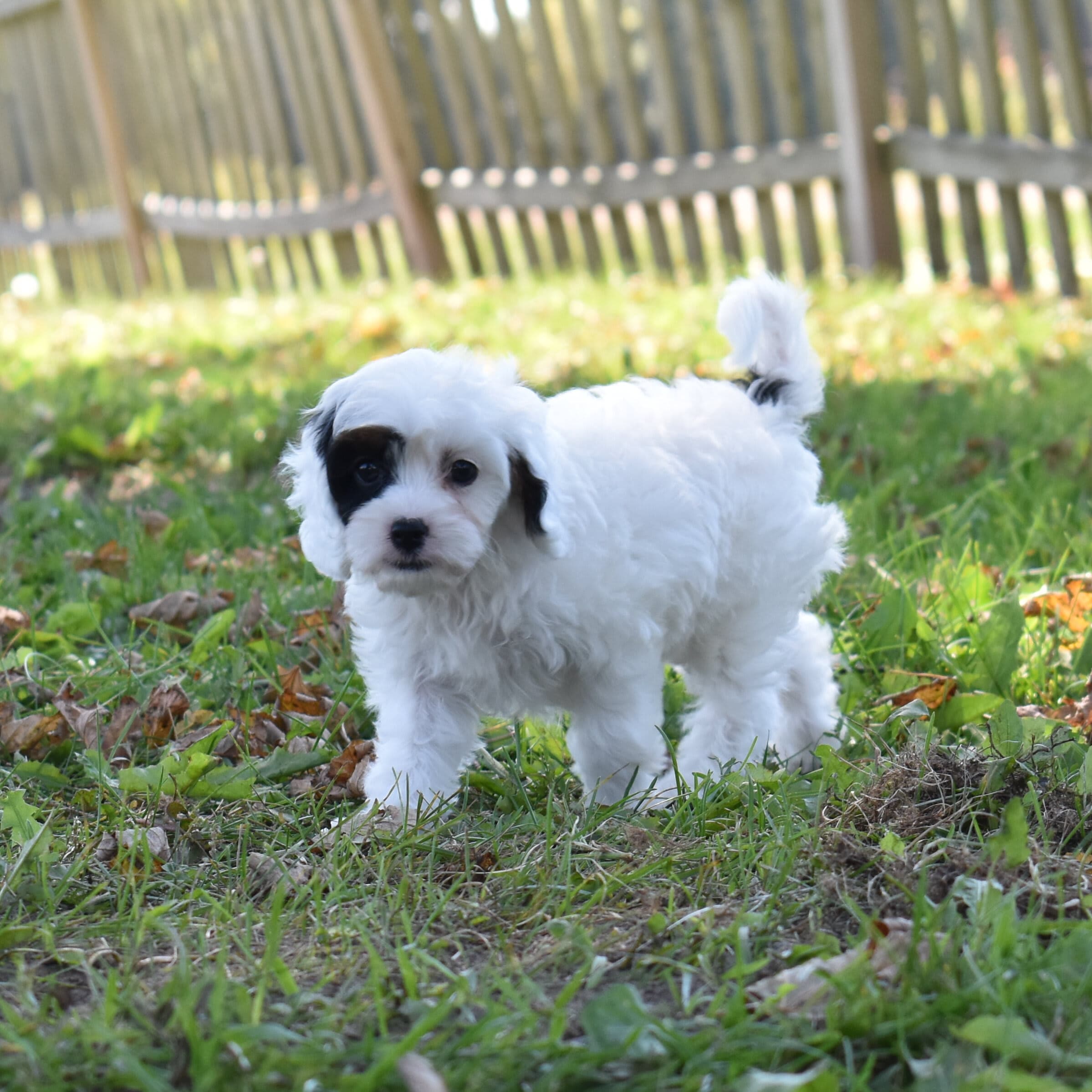 Cavapoo puppy