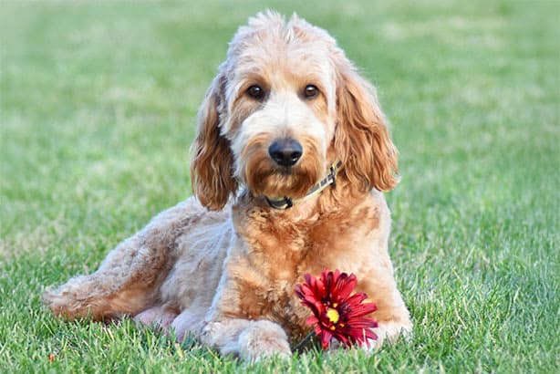 Goldendoodle female