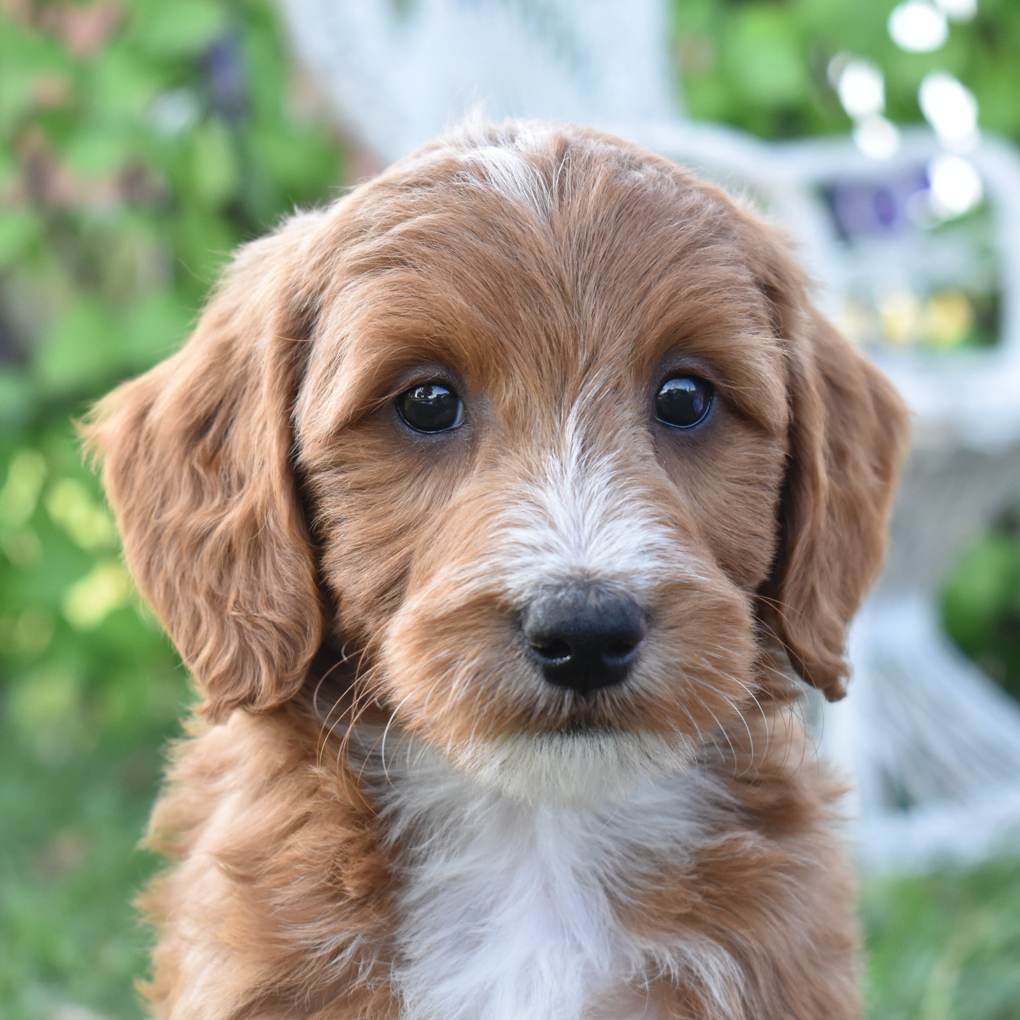 Mini Goldendoodle puppy
