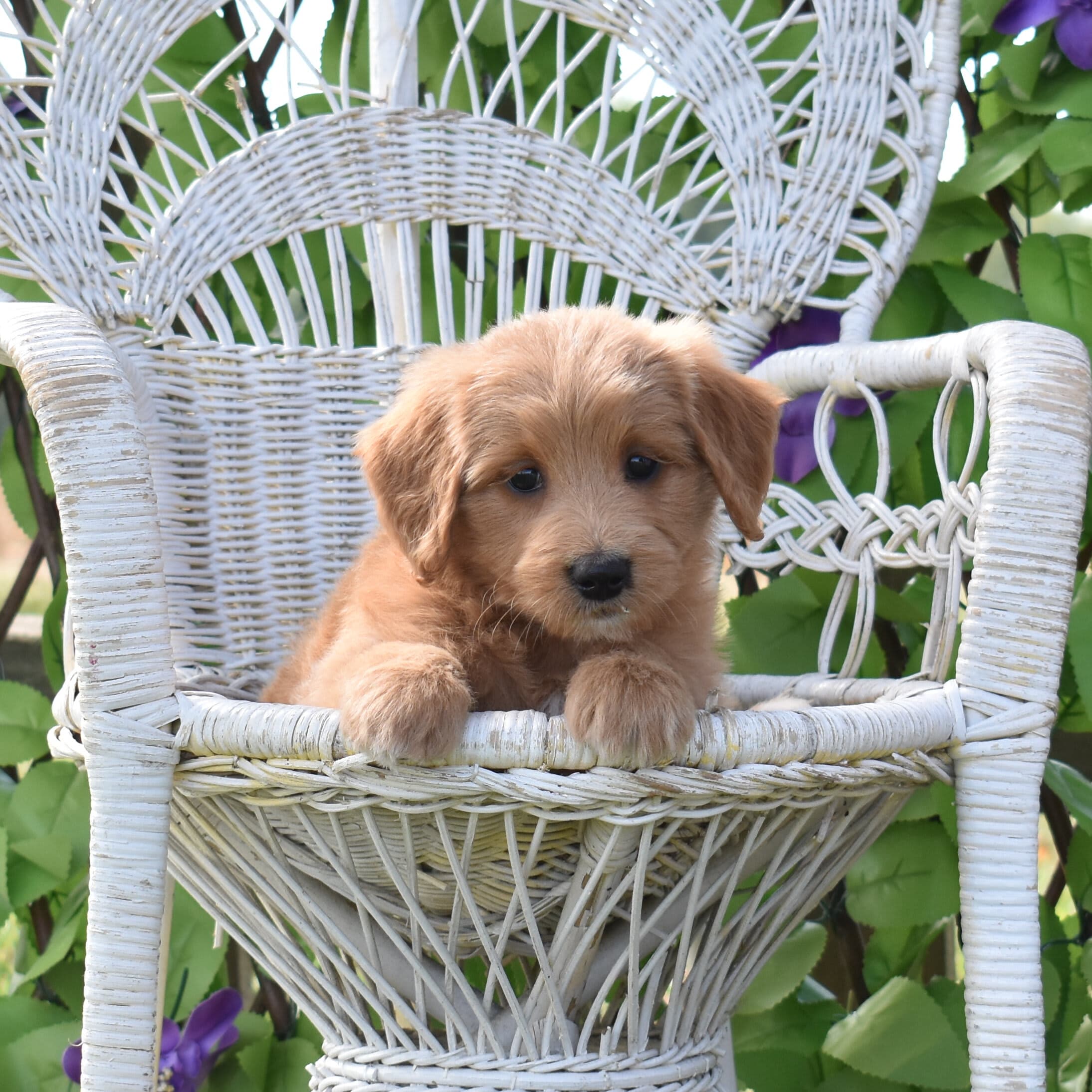 Mini Goldendoodle puppy