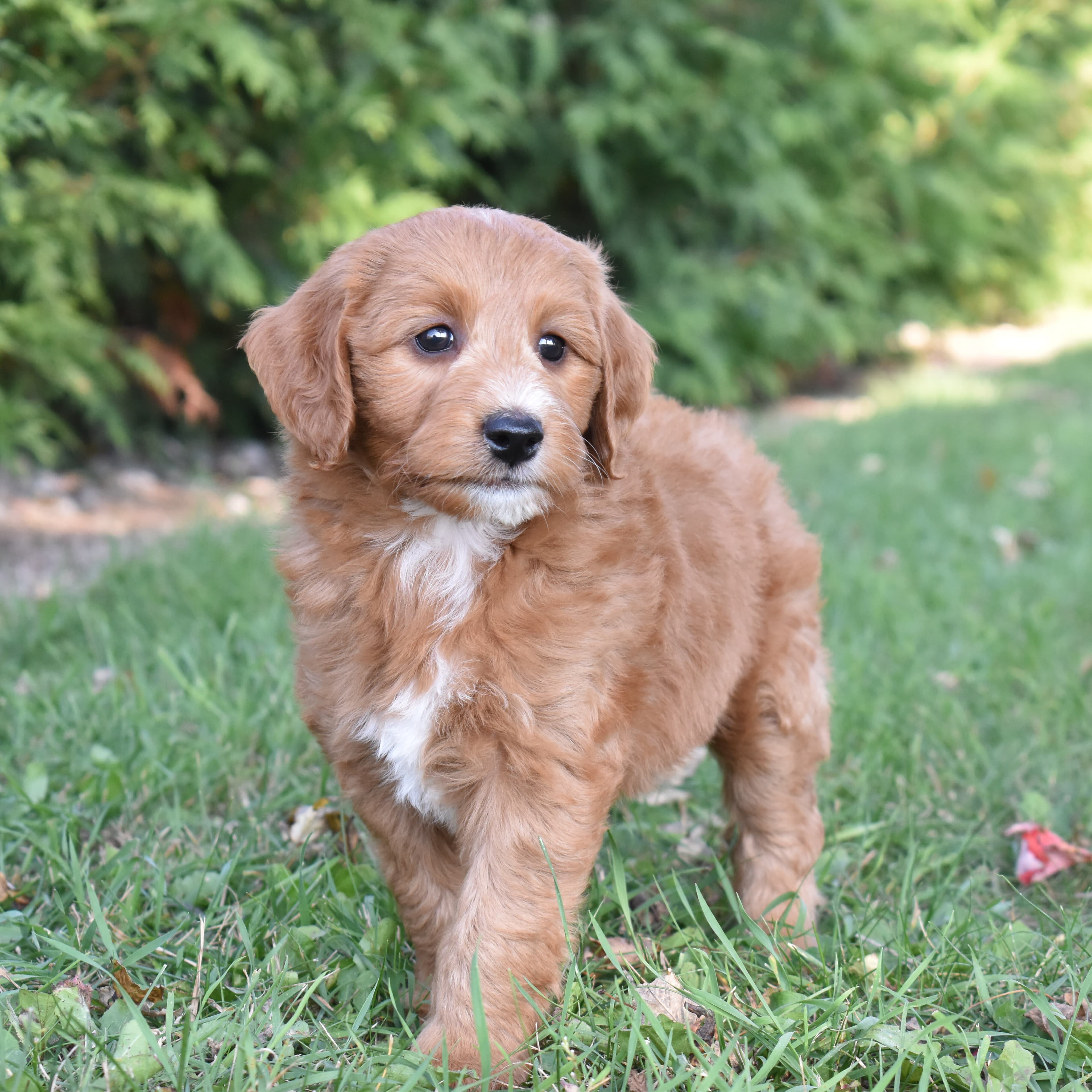 Mini Goldendoodle puppy