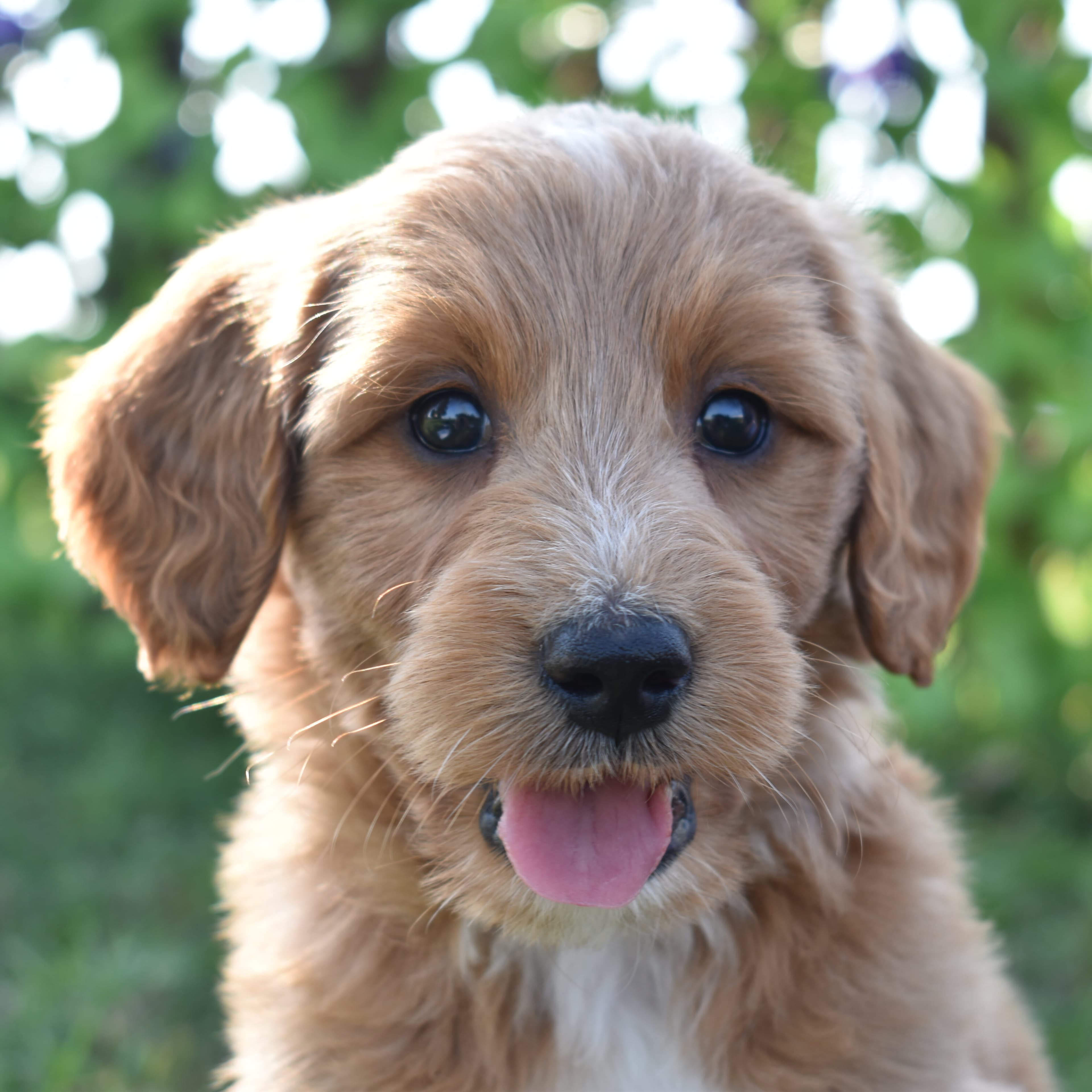 Mini Goldendoodle puppy