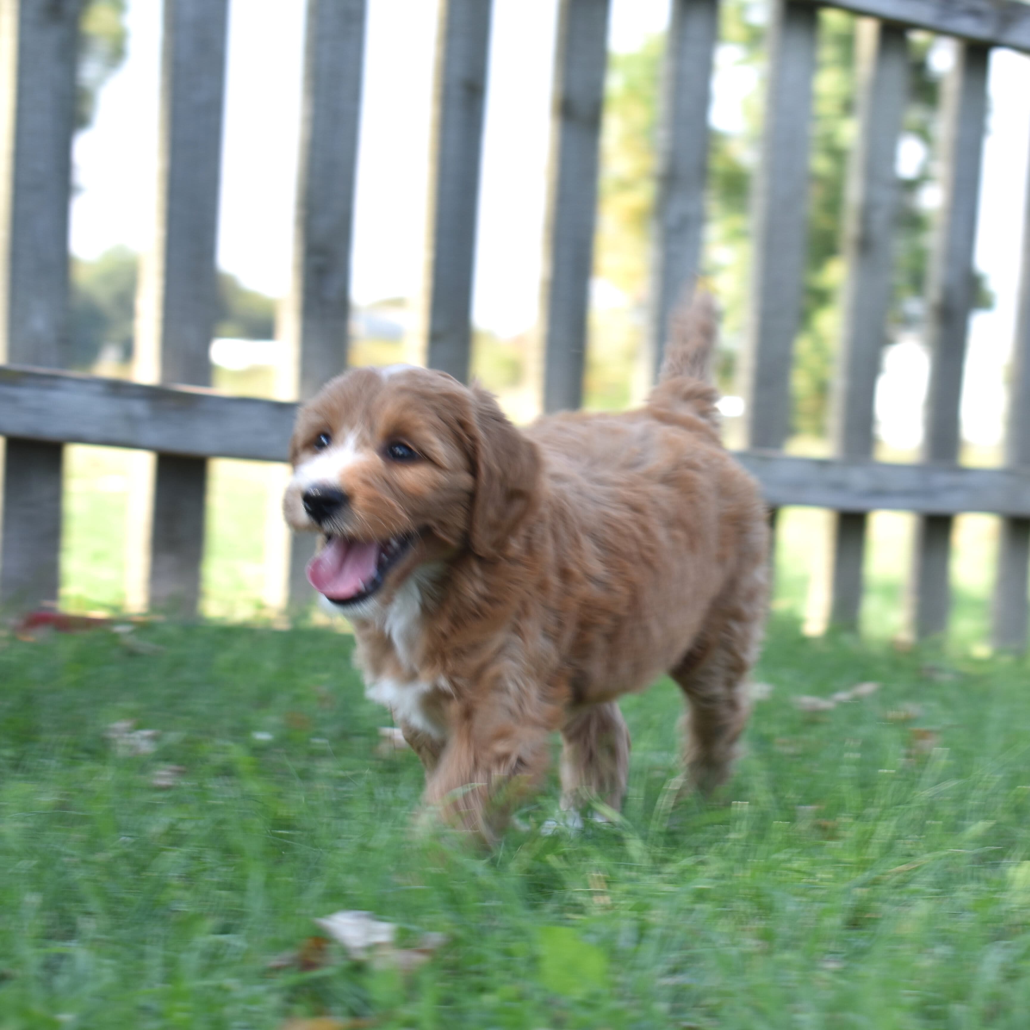 Mini Goldendoodle puppy