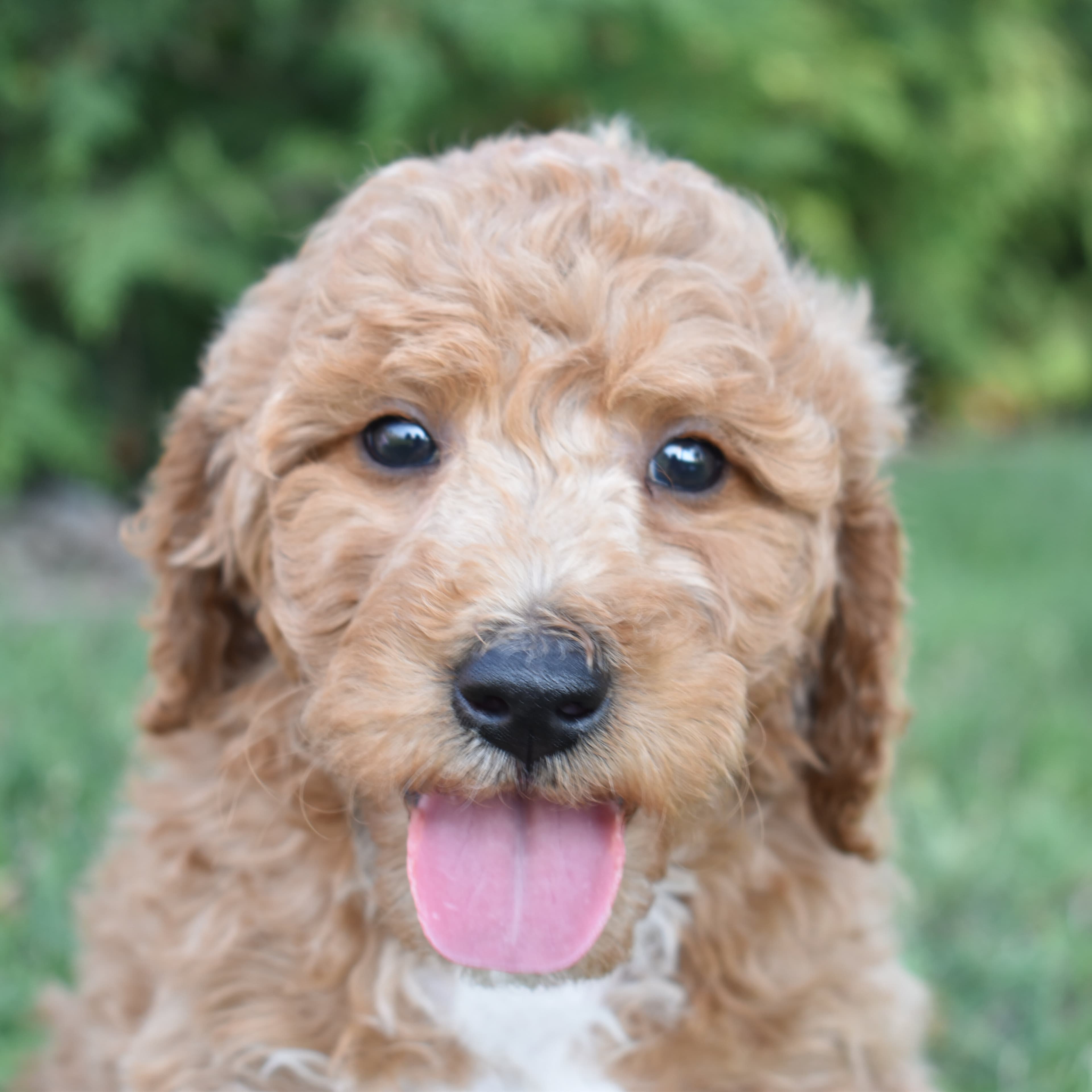 Mini Goldendoodle puppy