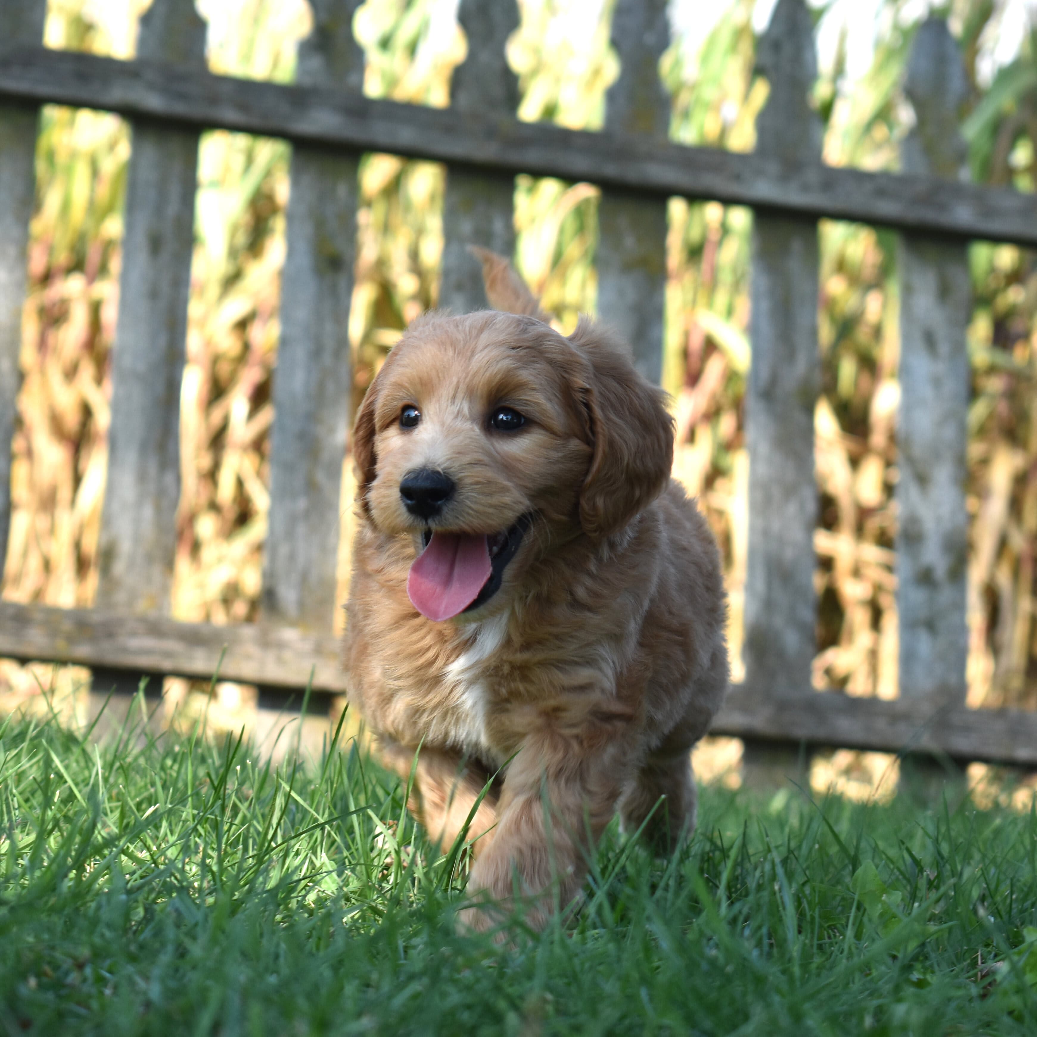 Mini Goldendoodle puppy