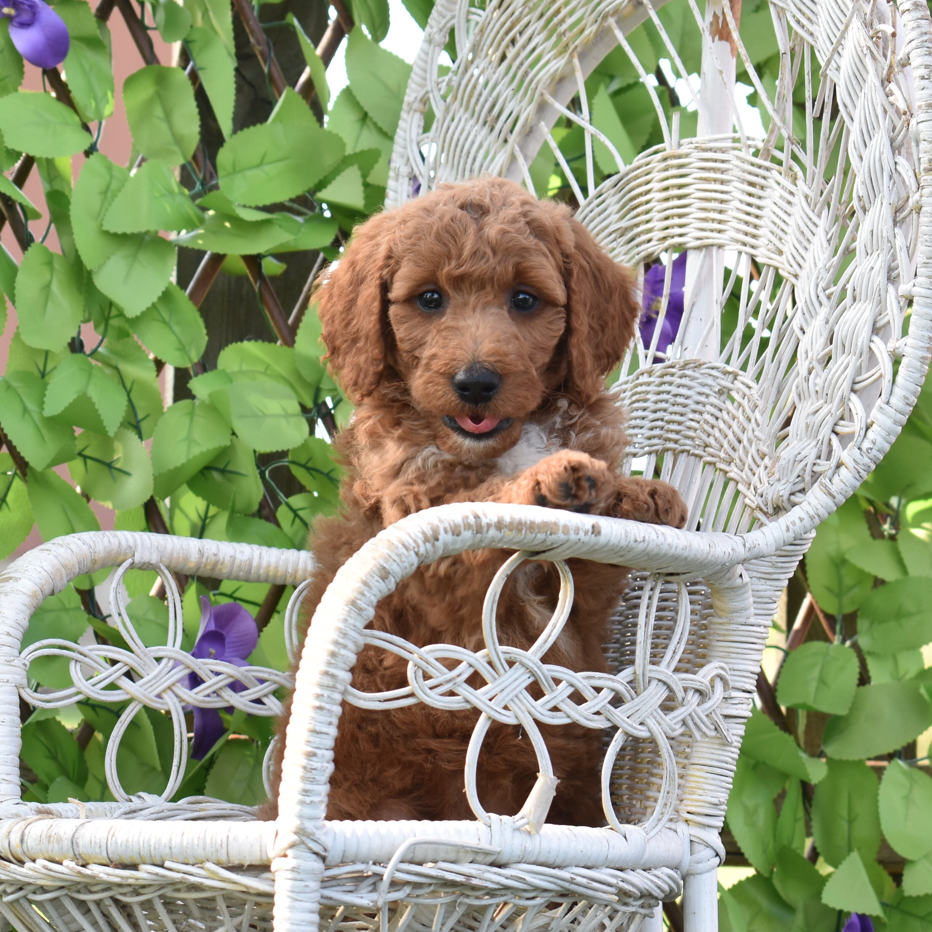 Mini Goldendoodle puppy