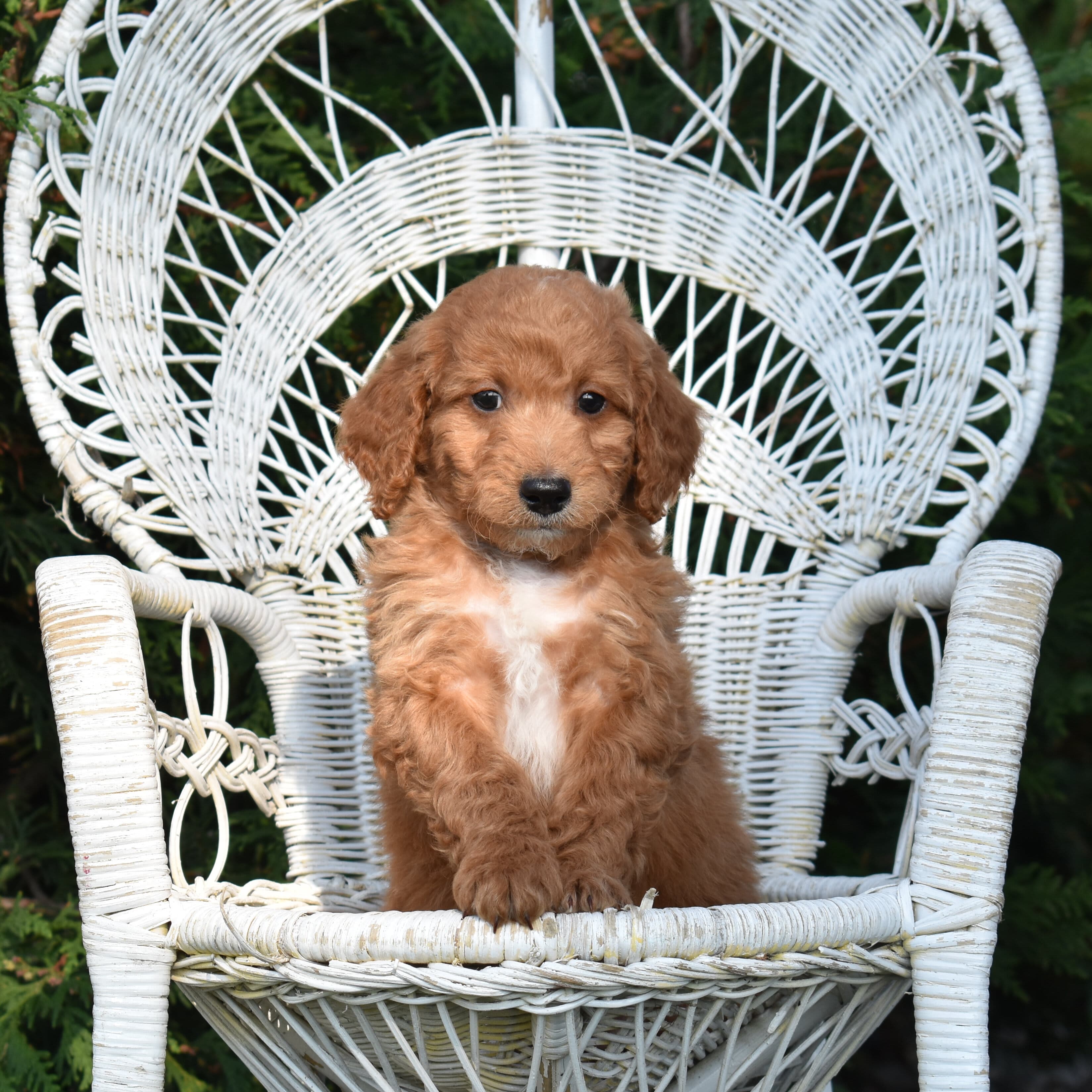 Mini Goldendoodle puppy
