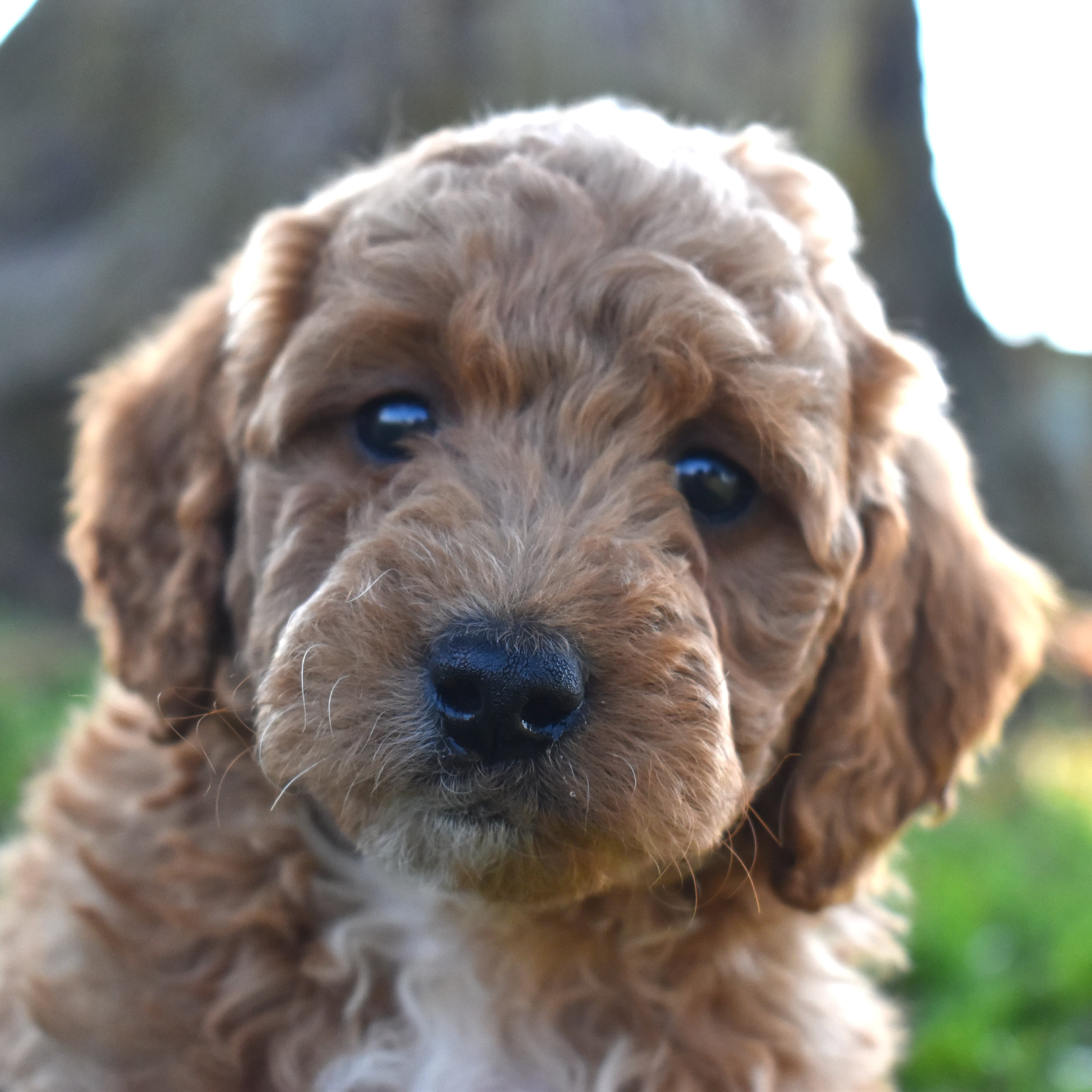 Mini Goldendoodle puppy