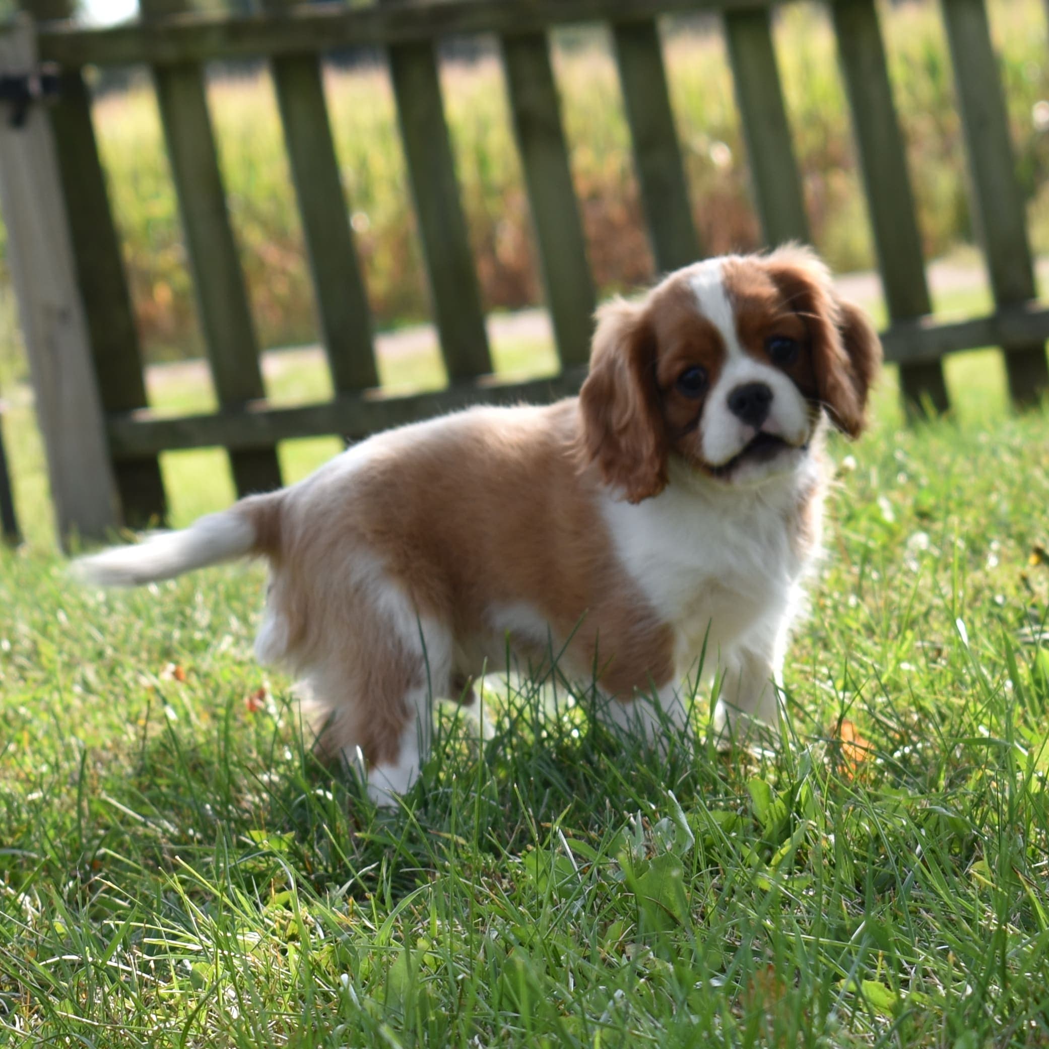 Cavalier King Charles Spaniel puppy