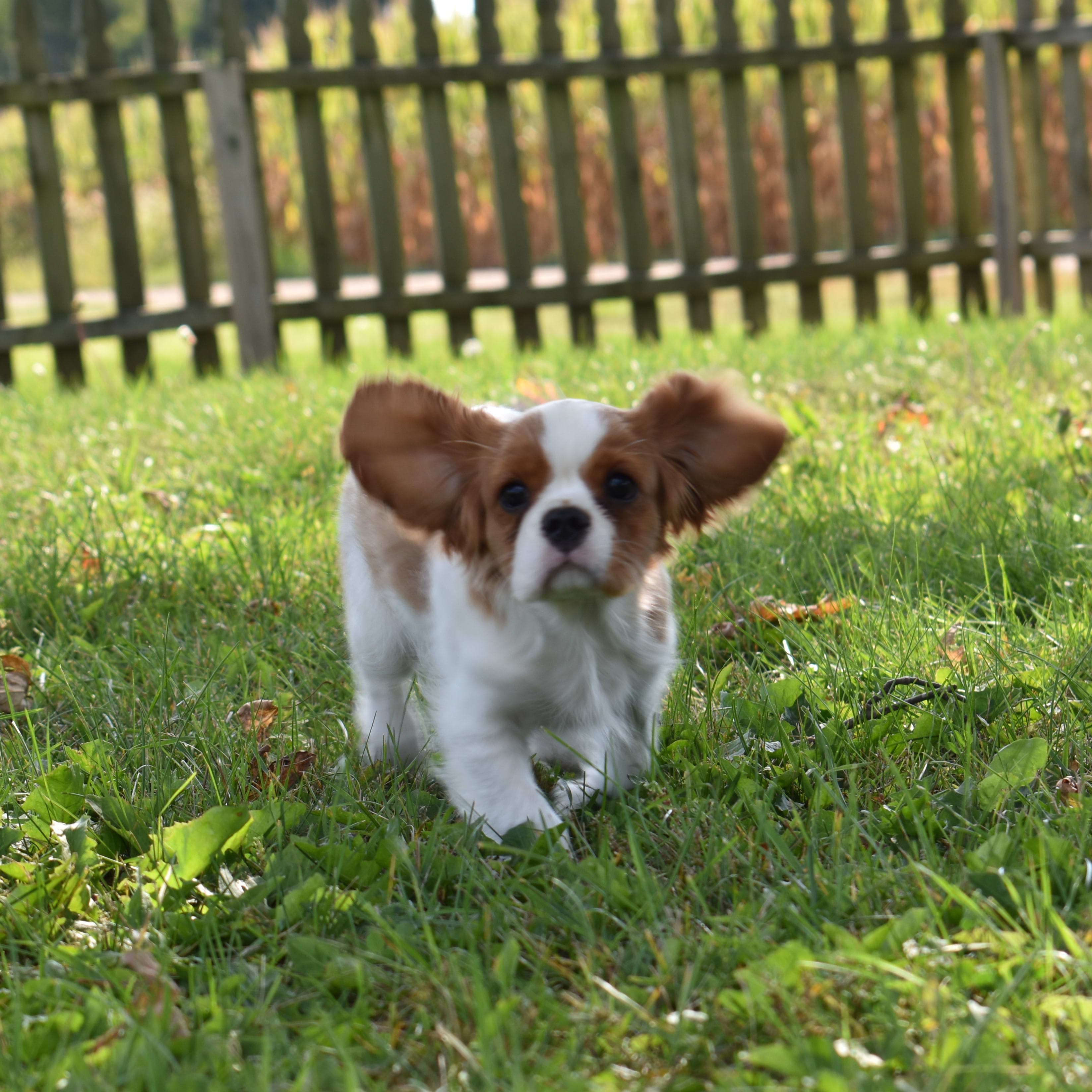 Cavalier King Charles Spaniel puppy