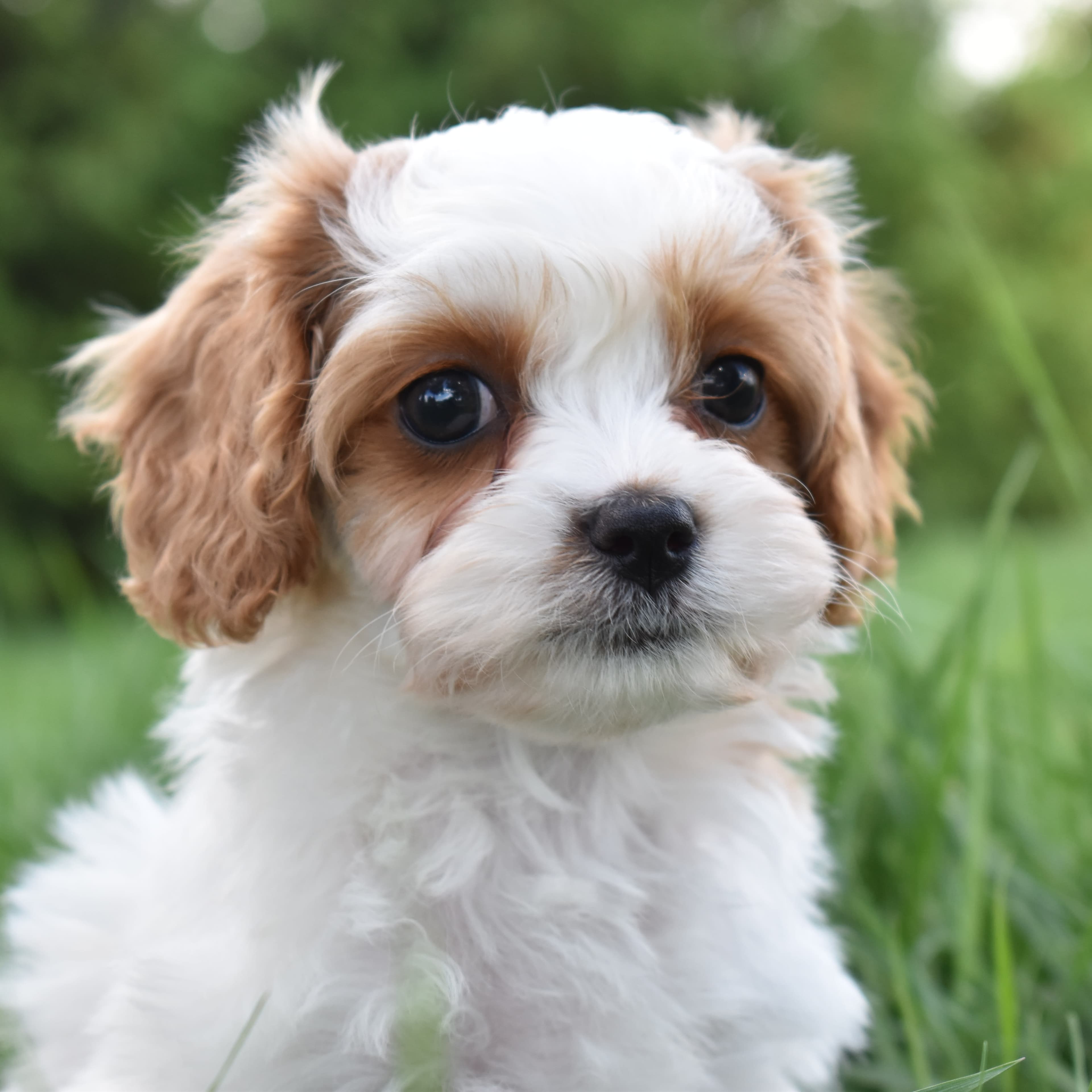 Cavapoo puppy