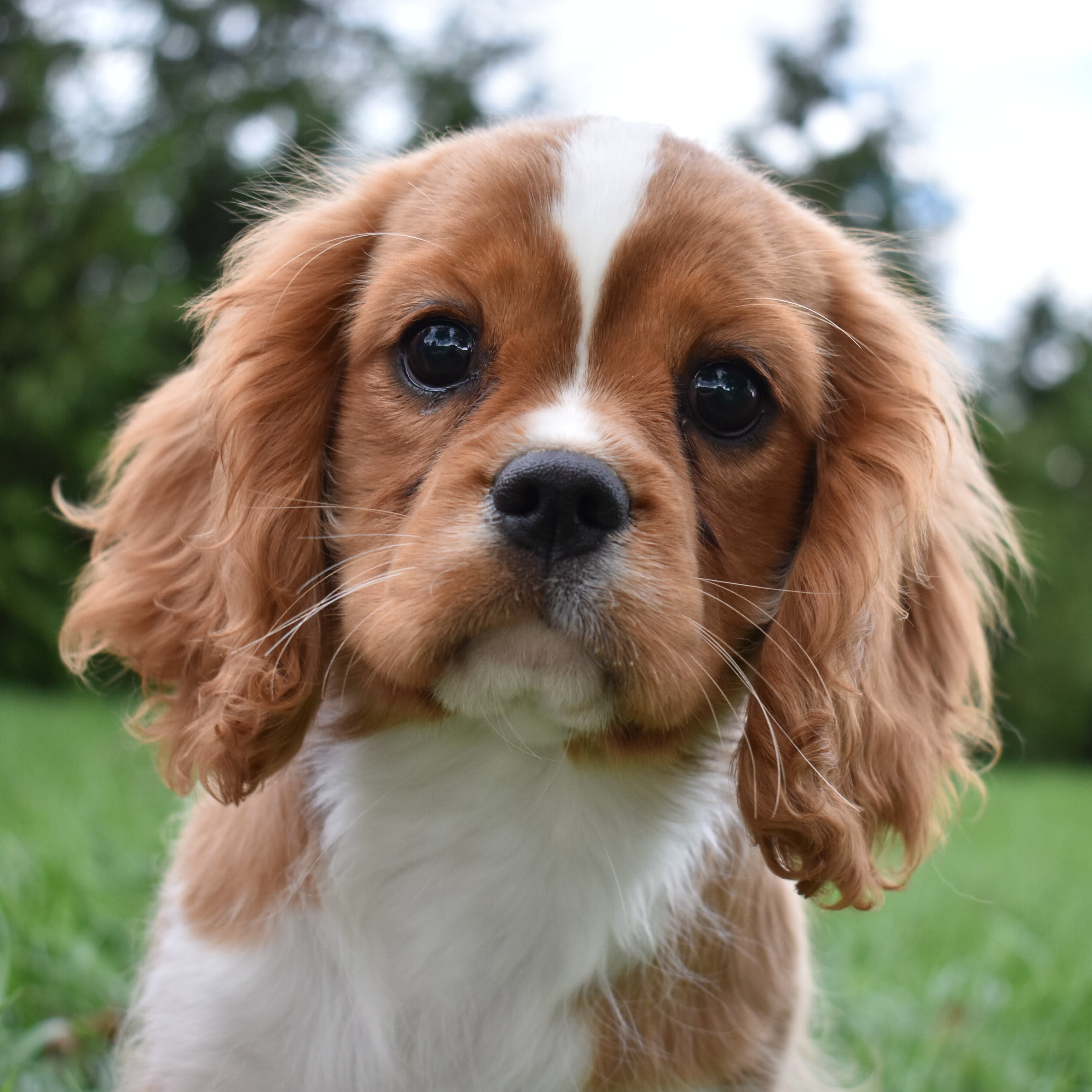 Cavalier King Charles Spaniel puppy
