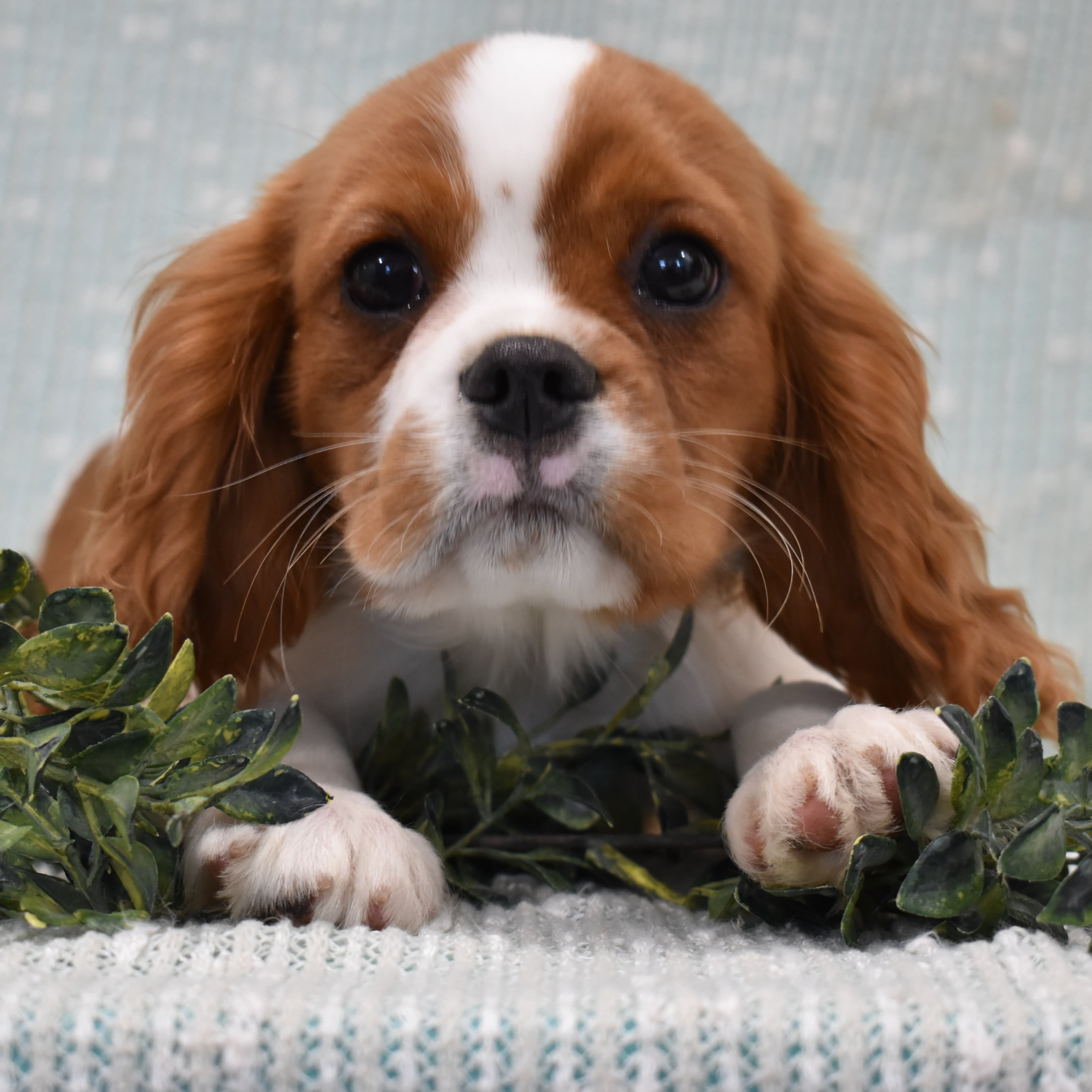 Cavalier King Charles Spaniel puppy