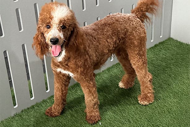 Miniature Poodle male