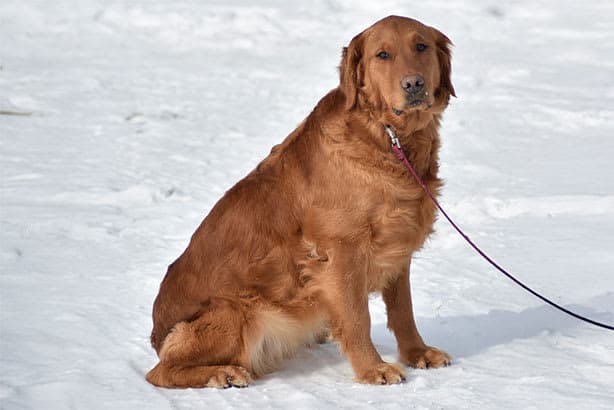 Golden Retriever female