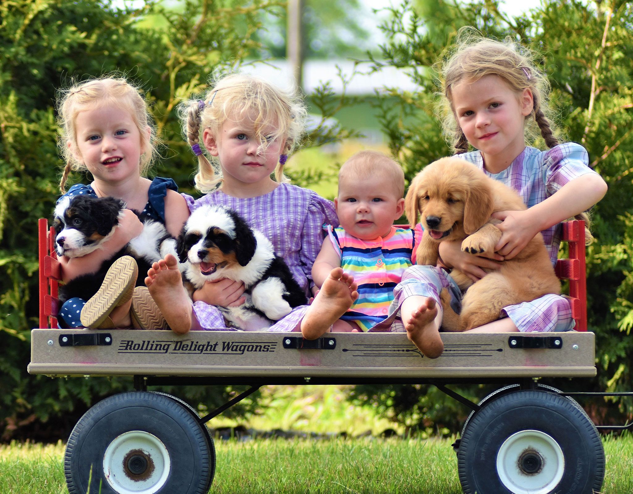 Children on a wagon holding puppies