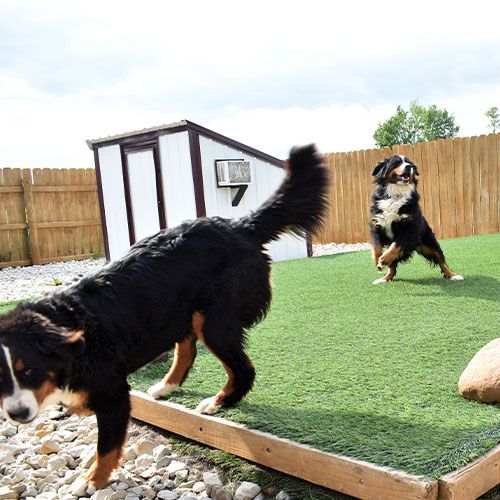 Dogs playing in a play area.