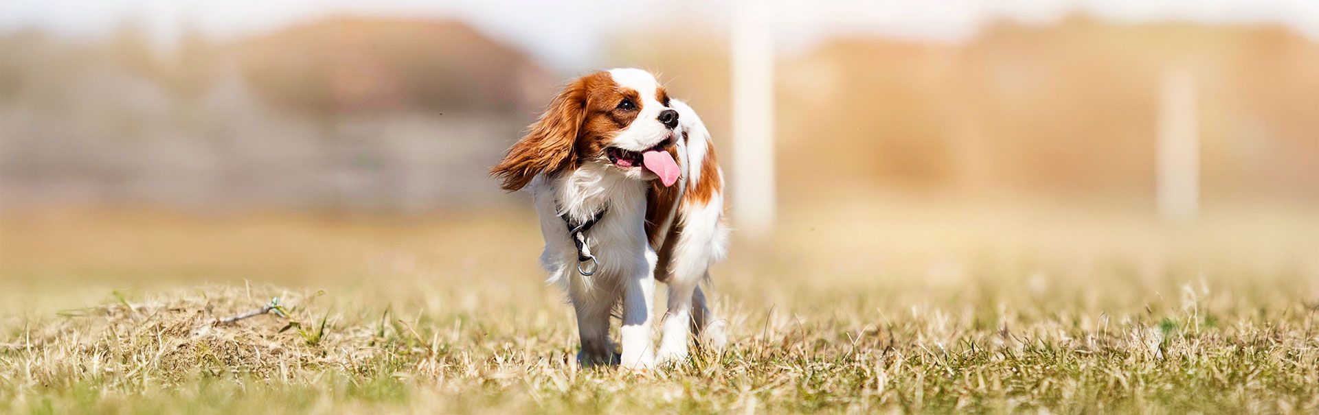 Cavalier King Charles Spaniel puppy for sale in Sheridan, MI