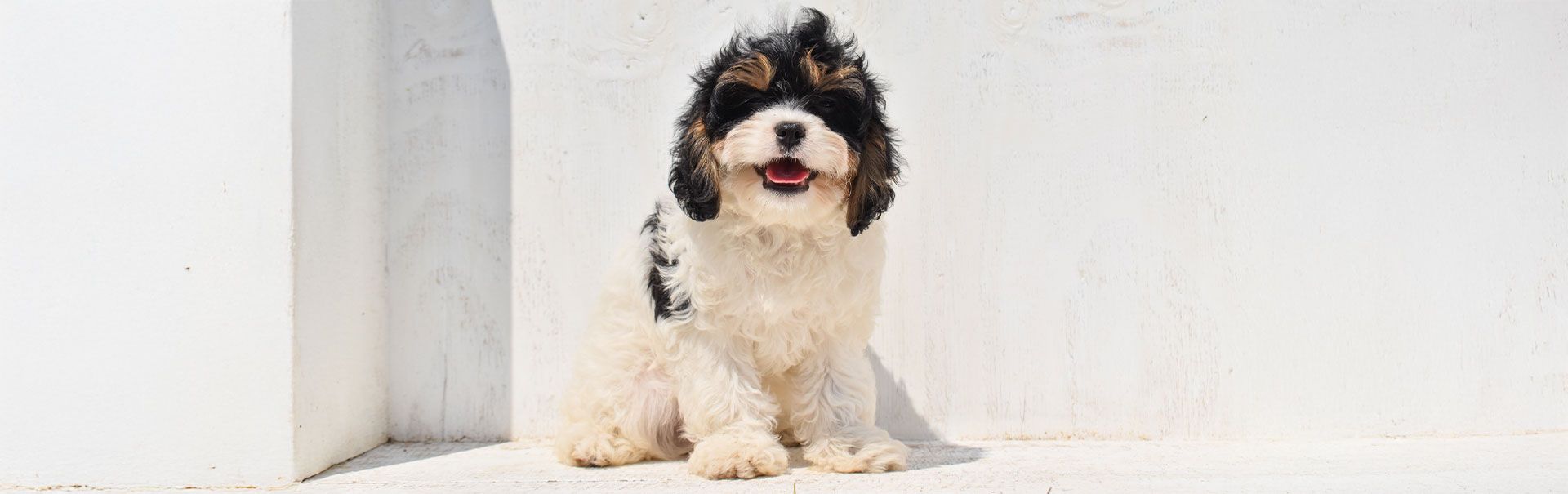 Cavapoo puppy for sale in Sheridan, MI