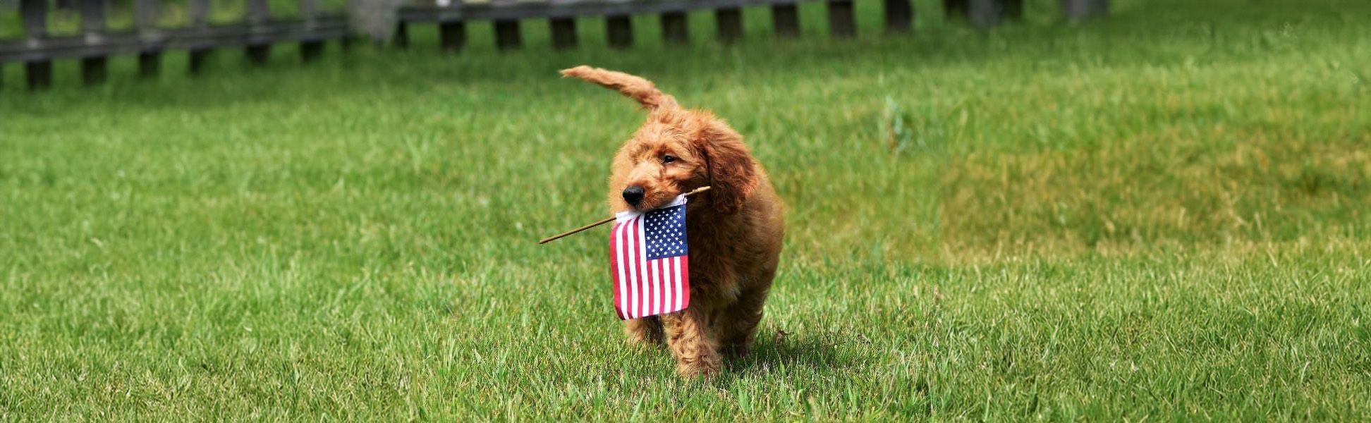 A Goldendoodle puppy for sale in Sheridan MI