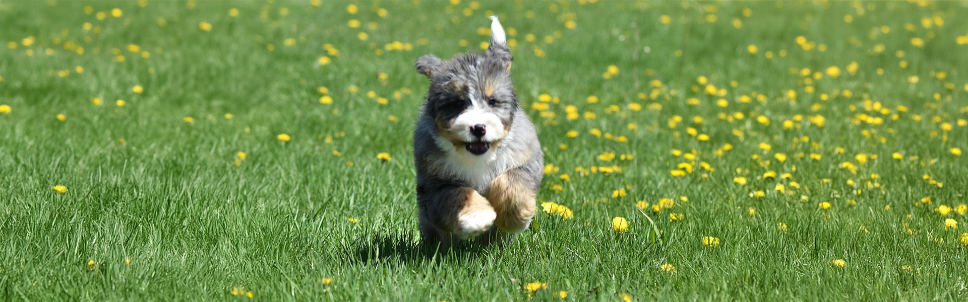 A Mini Bernedoodle puppy for sale in Sheridan MI